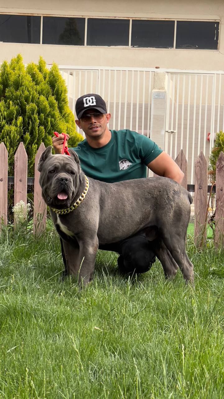 مولد نژاد کن کورسو هالک (Hulk)